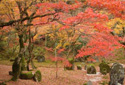 光明禅寺・枯山水の石庭